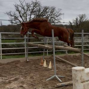 Jument sf ernest x armitage x barbarian