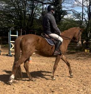 Jument sf ernest x armitage x barbarian