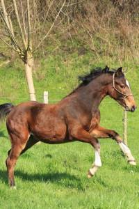 Magnifique poulain zangersheide 