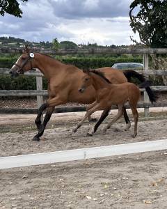Cavalla sella francese in vendita 2010 baio