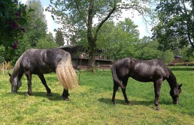 Hongre Appaloosa noir cap&eacute;