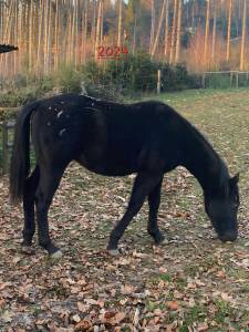 Poney appaloosa noir capé