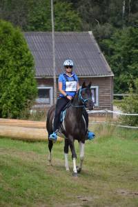 Gelding Arabian Half Blood For sale 2017 Tobiano