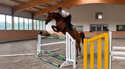 Caballo castrado Oldenburgu&eacute;s En venta 2019 Alaz&aacute;n