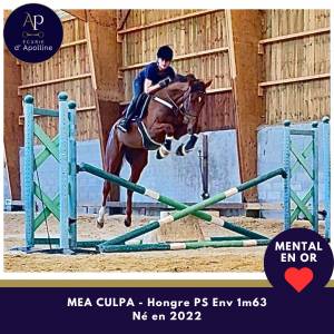 Gelding thoroughbred for sale 2022 bay