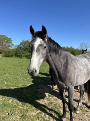 Caballo castrado origine constatée en venta 2023 tordo por genesis de talma