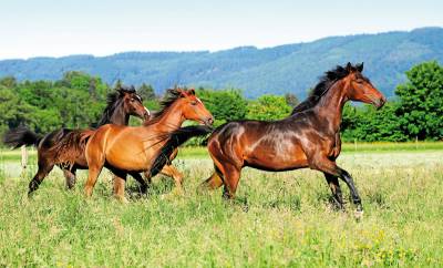 Busco una h&iacute;pica o centro de animales en venta o alquil