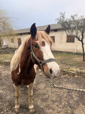 Poney onc à vendre 