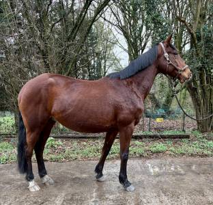 Jument de loisirs /poulinière