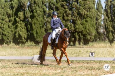 Gelding Connemara For sale 2021 Chesnut