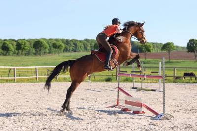 Gelding sbs belgian warmblood for sale 2013 bay
