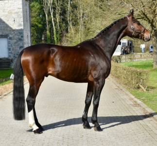 Gelding origin recorded for sale 2019 dark bay