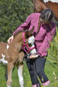 Pouliche couleur jument psa pur-sang arabe baie dw19 