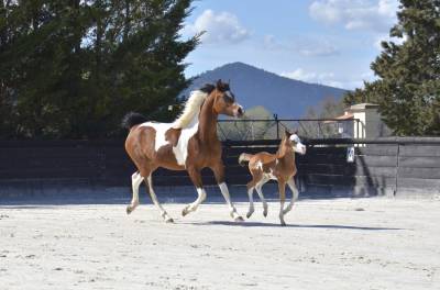 Pouliche dsa baie dw19 - demi-sang arabe 97%