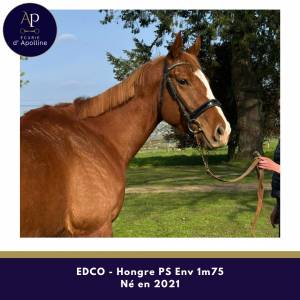 Grand cheval 5 ans pour bonne maison