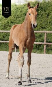 Potro lusitano en venta 2026 isabelo por rei du parc
