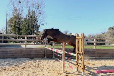 Gelding French Saddle Pony For sale 2022 Dark Bay