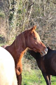 Ruin arabisch volbloed te koop 2020 vos ,  avalon crazy
