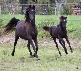 Puledro arabo in vendita 2025 nero ,  black shivas