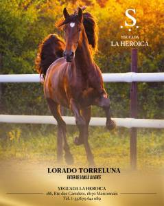 Lorado Torreluna – PRE 5 ans – 1m75 – Cheval d’exceptio