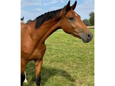 Magnifique 4 ans  - gros potentiel