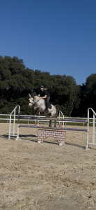 Gelding Connemara For sale 2019 Grey