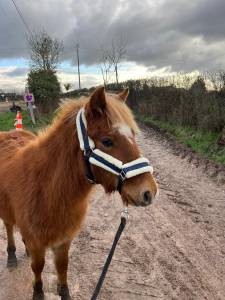 Merrie Ras onbekend Te koop 2024 Vos