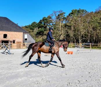Gelding sBs Belgian Warmblood For sale 2018 Bay