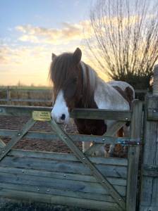 Ruin Ras onbekend Te koop 2006 Bont