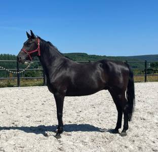 Chic hongre de 8 ans - loisirs cso-balade- dressage 