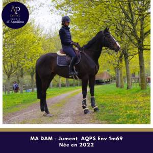 Mare aqps for sale 2022 bay