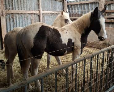 Poulain pie tobiano noir &oelig;il bleu. Pour loisir