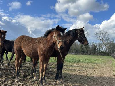 Veulen (vr) Franse rijpony PFS Te koop 2025 Donker bruin / bai ,  BOX OFFICE DU PENA