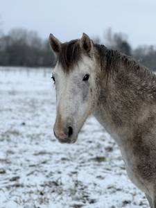 Hengst Franse rijpony PFS Te koop 2023 Schimmel