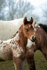 Qismat du layon poulain nez perce