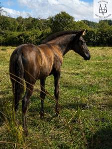Potranca pre pura raza española en venta 2026 negro por monje ii