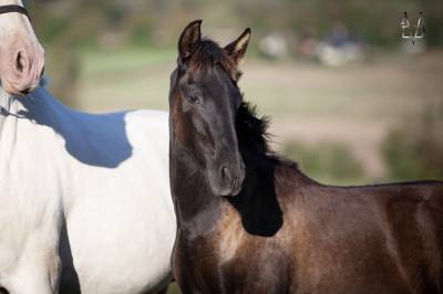 Pouliche pre noire prl à vendre