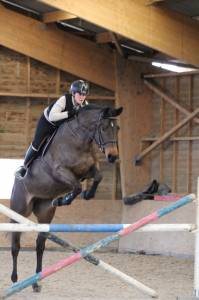 Broodmare Saddle Horse For sale 2016 Bay