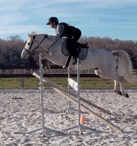 Castrone pfs pony francese da sella in vendita 2019 grigio