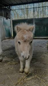 Poulain shetland m&acirc;le &agrave; r&eacute;server 