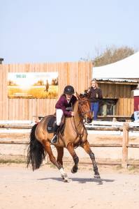 Cavalla sella francese in vendita 2021 baio