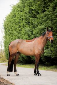 Mare selle français for sale 2021 bay