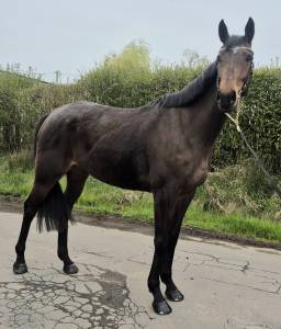 Gentille ~ jument pp ps ~  6 ans ~ polyvalente 