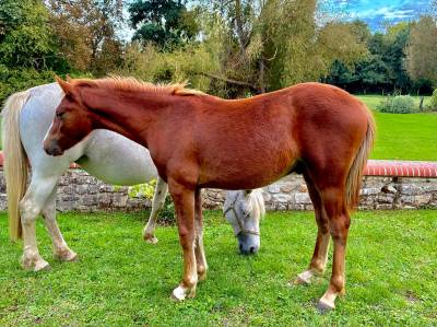 Castrone connemara in vendita 2025 sauro