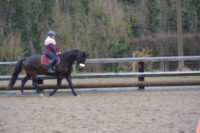 Jument oldenbourg à vendre 