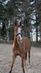 Hongre de 5 ans à vendre 