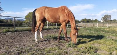 Akhal-Teke/&Aacute;rabe, 7a&ntilde;os, alazan dorado