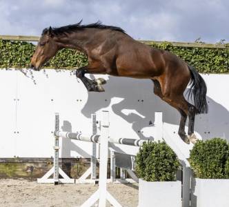 Cheval de sport de 2 ans