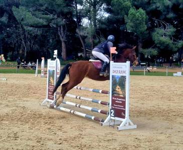 Ruin New Forest Te koop 2021 Donker bruin / bai