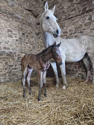 Potranca silla francés en venta 2026 bayo moreno por heroe de cafeny